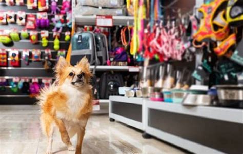 Projeto Que Pro Be A Venda De Animais Em Pet Shop E Sites Aprovado Na