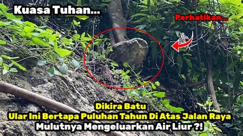 Inilah Sosok Ular Bertapa Di Atas Gunung Pegat Girik Ngimbang Lamongan