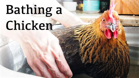 Bathing A Chicken Youtube