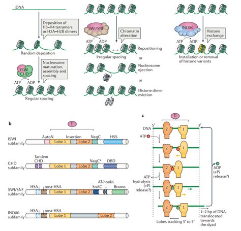 Chromatin remodeling