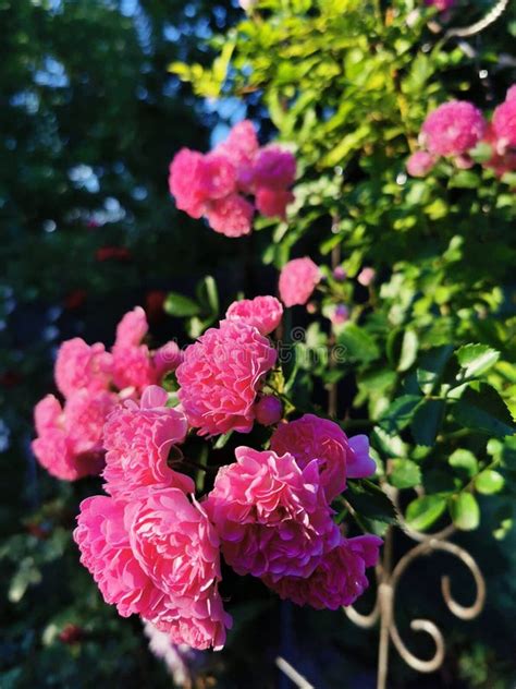 Rambler Rose Rose Rose Rose Rose Roses Perkins Dorothy Dans Le Jardin Juin Image Stock Image