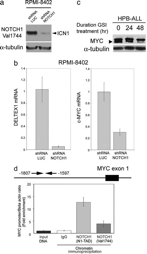 Notch1 Directly Regulates C Myc And Activates A Feed Forward Loop