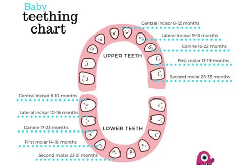 Printable Baby Teething Charts Teething Order Timeline