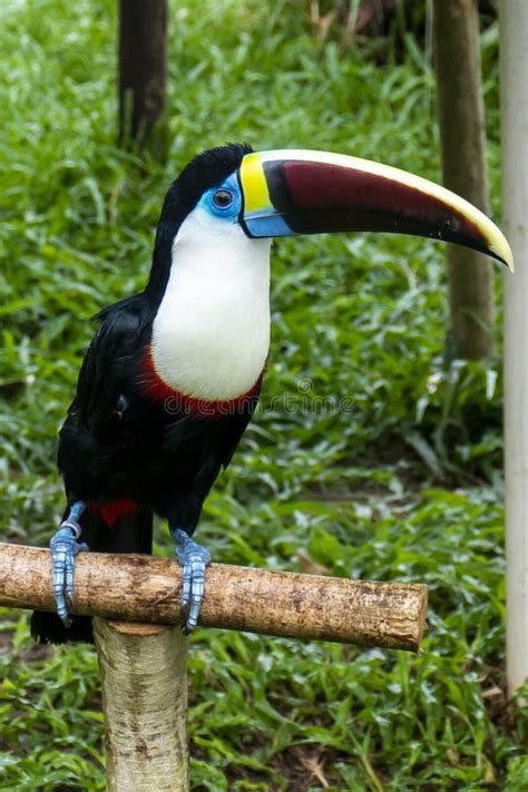 Toucan in the Brazilian Amazon Rainforest. Photographed in Belem ...