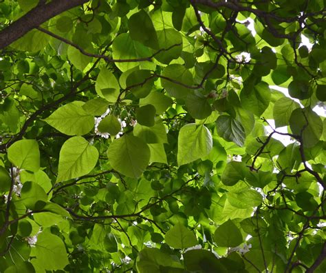 Catalpa tree - Watching for WildflowersWatching for Wildflowers