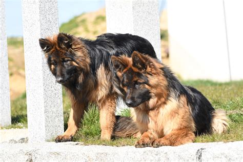 Bayerwaldblick Altdeutscher Sch Ferhund Langstockhaar Sch Ferhund