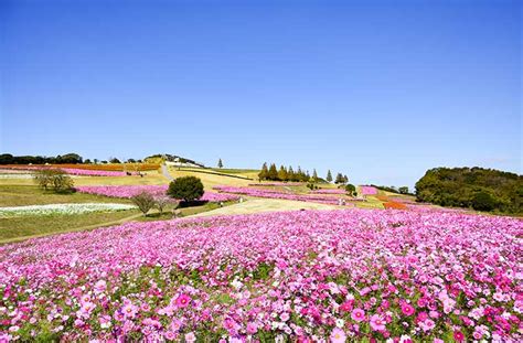 【兵庫県】コスモスの名所14選！見ごろやイベント情報も紹介♪秋のおでかけにおすすめ2024｜兵庫県はりまエリア姫路・加古川などの地域