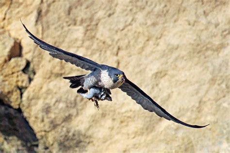 Wildlife and Landscapes: Peregrine Falcon (Feeding Habits)