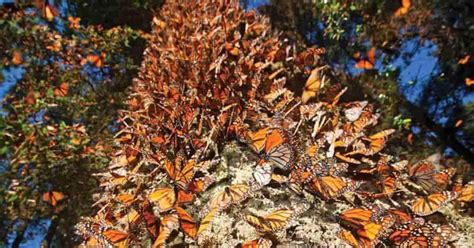 Santuario De La Mariposa Monarca Abre Sus Puertas En Michoacán