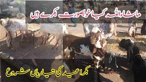 Bakra Mandi Taxila 2023 New Latest Update L Rajanpuri Bakra L Makhi