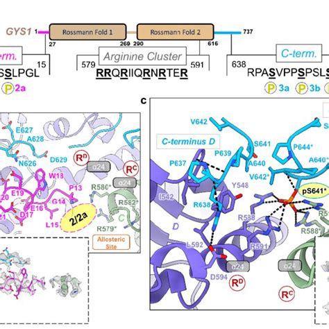 Activated Structures Of The Phosphorylated R State Gys Gyg Cd