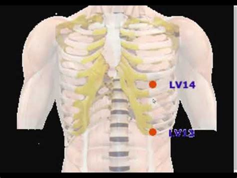 Back Shu Front Mu Acupuncture Points Youtube