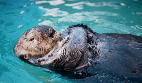 Vancouver Aquarium Otter : Sea Otter Awareness Week at Vancouver ...