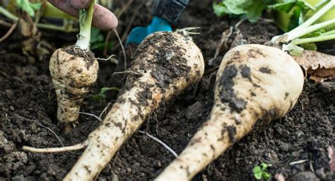 Quels Sont Ces L Gumes Anciens Mettre Dans Votre Jardin Plantes