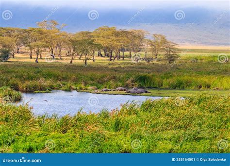 Group Of Hippos Hippopotamus Amphibius Laying On Lakeshore In