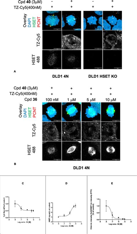 (A) Images showing the distribution of Cy5-induced fluorescence from ...