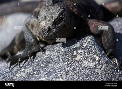 Iguana Marina Amblyrhynchus Cristatus Dormir En Sol En Roca Close