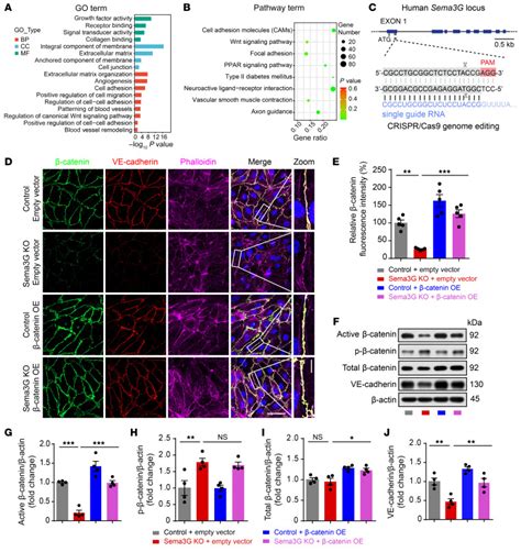 Endothelium Derived Semaphorin G Attenuates Ischemic Retinopathy By