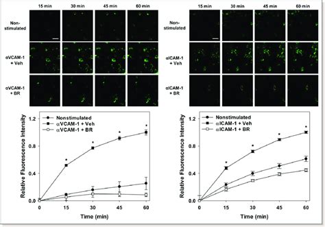 Bilirubin Suppresses Cellular Ros Generation Following Activation Of