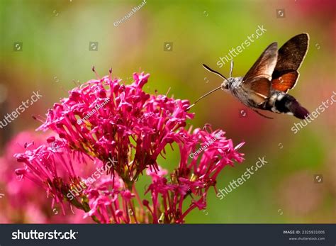 Hummingbird Moth Photos and Images | Shutterstock