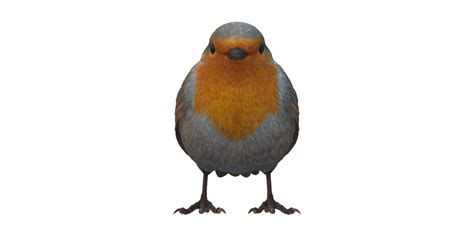 Robin Bird isolated on a Transparent Background 24554897 PNG