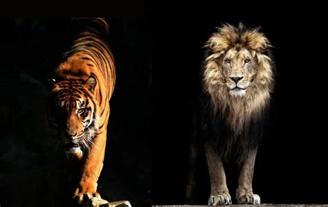 Tiger vs Lion: Who Would Win in a Fight and Why? - SciQuest