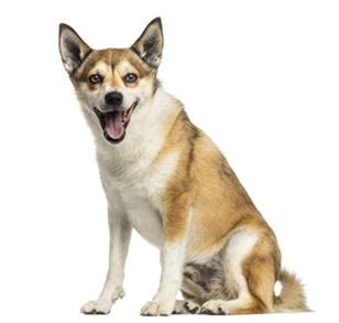 Norwegian Lundehund Dog Breed Information - Continental Kennel Club