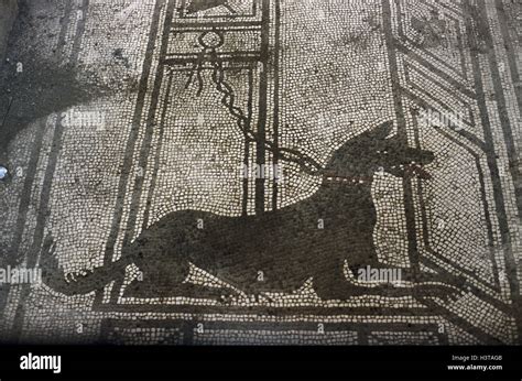 Pompeii cave canem hi-res stock photography and images - Alamy