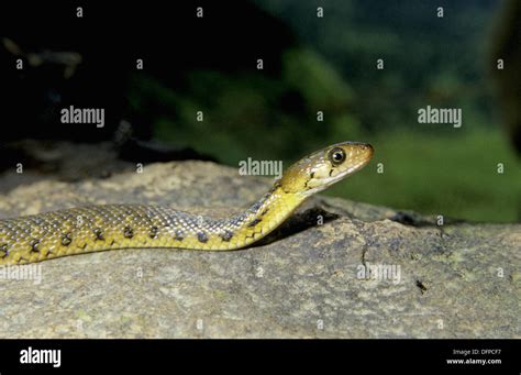 Venomous snakes of india hi-res stock photography and images - Alamy