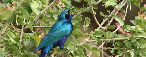 13 Days Kenya Birding Safari Tour Package