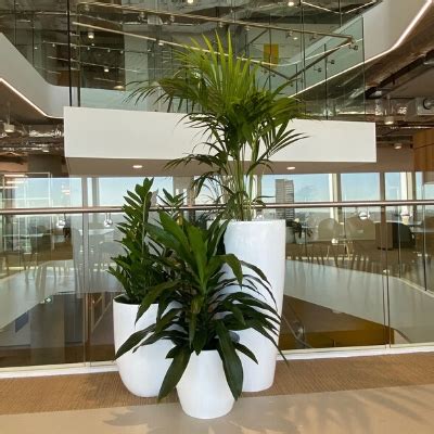 Gardeningrat Layanan Sewa Tanaman Hias Kantor Indoor Dan Outdoor Plant