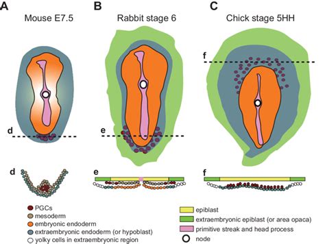 Mouse Gastrulation