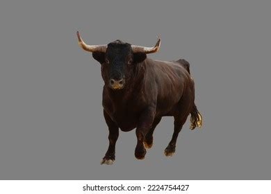 Black Bull On Isolated White Background Stock Photo 2224754427 ...