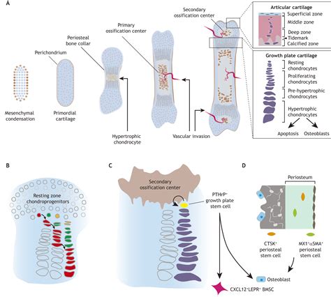 The Origins And Roles Of Osteoclasts In Bone Development Homeostasis