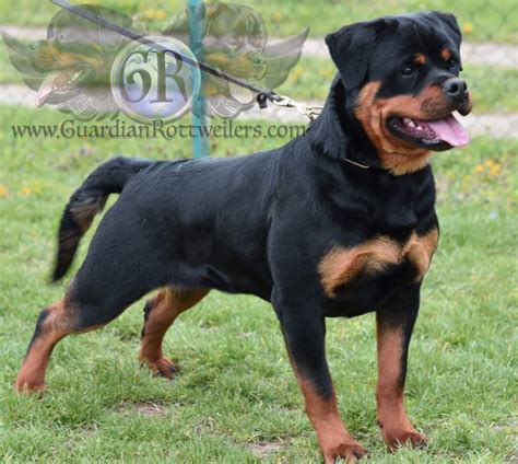 Lisabon Of Nicolas Lion Guardian Rottweilers