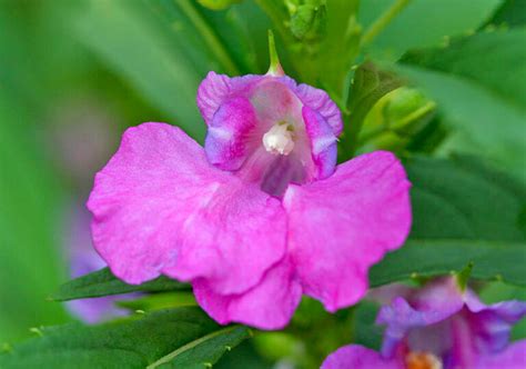 ホウセンカを種から育てる方法と植物の特徴をわかりやすく解説