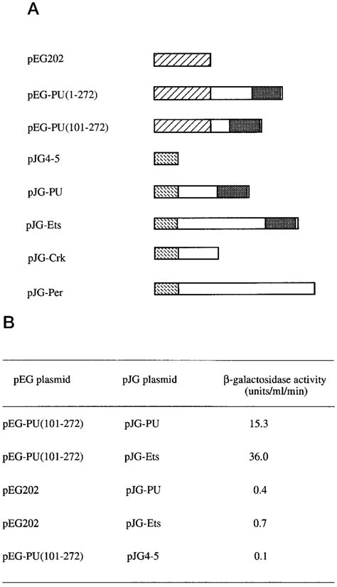 Yeast Two Hybrid Analysis Of Ets Domain Protein Interactions A