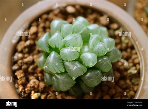 Closeup Haworthia Cooperi Var Obtusa Potted Succulent Plants With