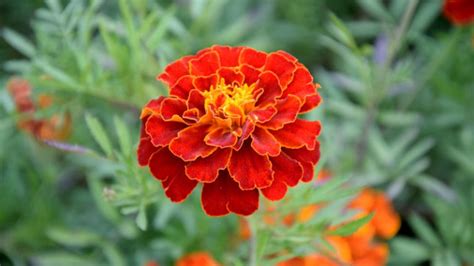 Top 10 Benefits Of Marigold Leaves And Flowers