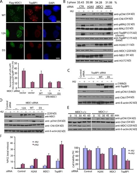 The Topbp Mdc Interaction Is Required For Replication Checkpoint