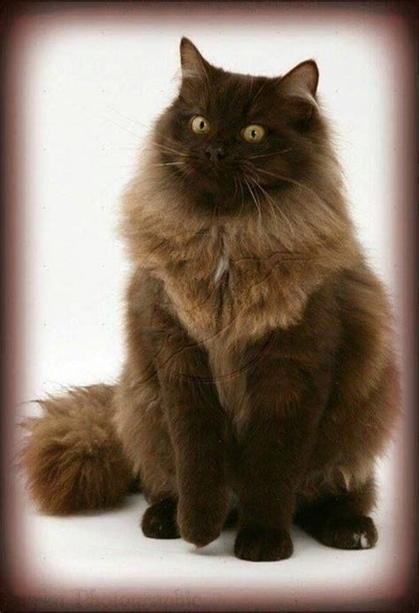 123 Best 54 Chocolate Cats Dark Brown Cats Images On Pinterest