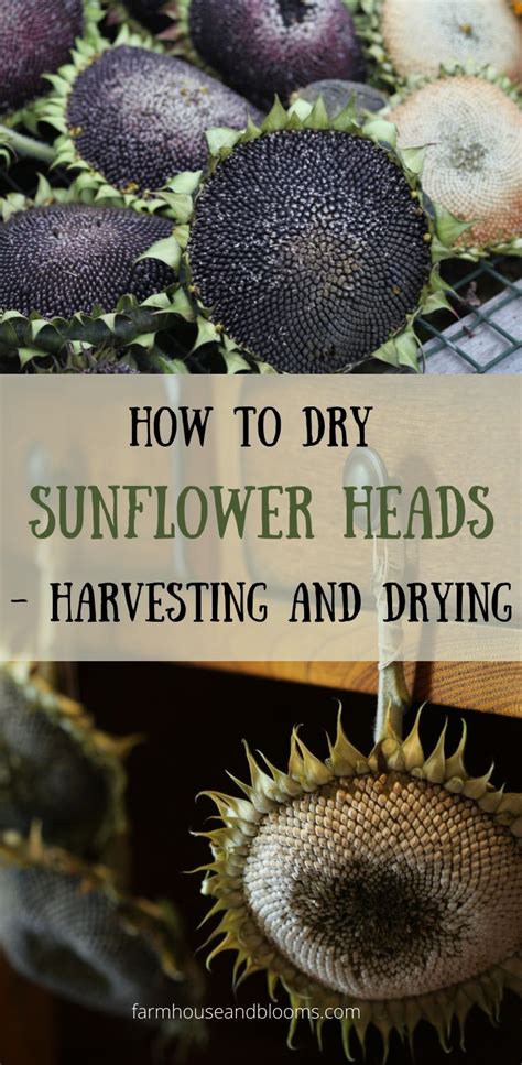 How To Dry Sunflower Heads Harvesting And Drying In 2022 Sunflower