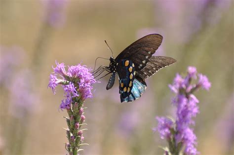 Easternswallowtailonliatris Texas Butterfly Ranch