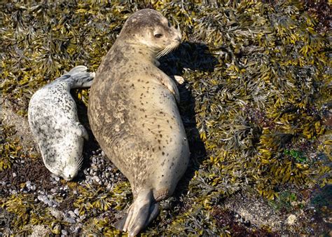 Harbor Seal Pup