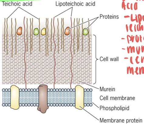 TOPIC D PROKARYOTIC CELL: ENVELOPE EXTERIOR INTERIOR Flashcards | Quizlet