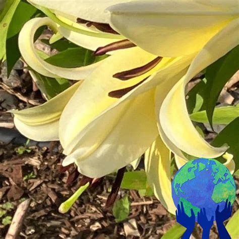 Fans are buzzing about the eaux claires secret shows 10