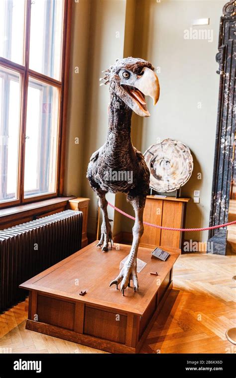 Prehistoricbird hi-res stock photography and images - Alamy