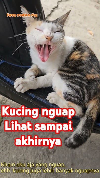 kucing nguap  pertama   lihat youtube