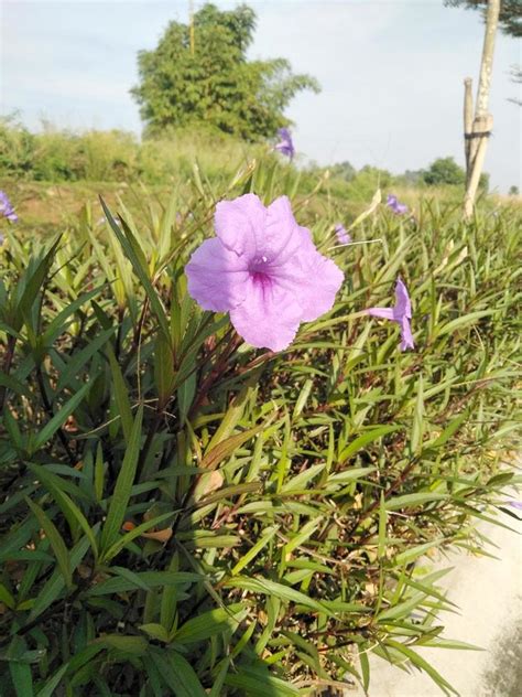 lavender flower petals growing in the garden 10217958 Stock Photo at ...