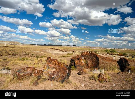 Petrified Forest National Park (fossils and large deposits of petrified ...